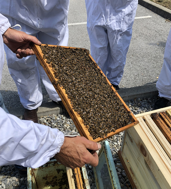 des abeilles chez ICE Water Management-3
