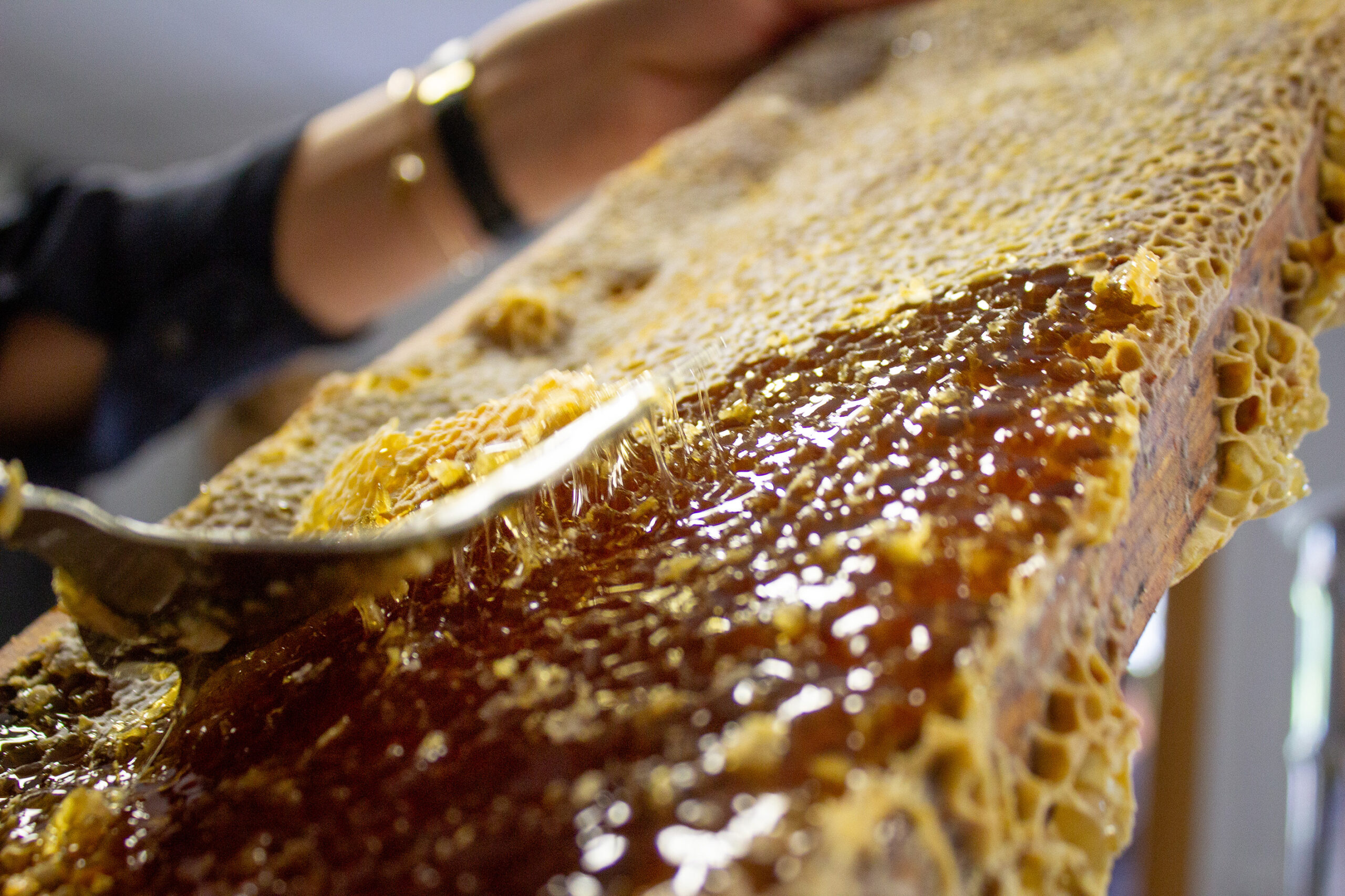 2-scaled atelier extraction du miel - Honey extraction workshop